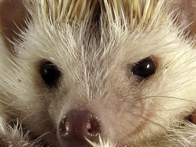 Illustration for article titled Is It Just Us, Or Does This Hedgehog Look Like He’s Planning A Terrorist Attack?